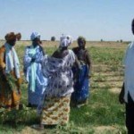 Femmes dans un champ à Matam Femmes dans un champ à Matam