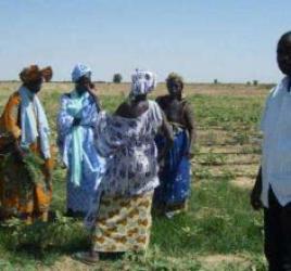 Femmes dans un champ à Matam